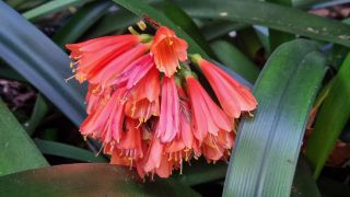 2024-01-GranCan-Jardin_de_la_Marquesa-015.jpg
